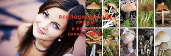 эйфоретик Бородино